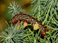 0005 Wolfsmilchschwärmer